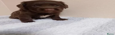 Cocker Spaniel 4