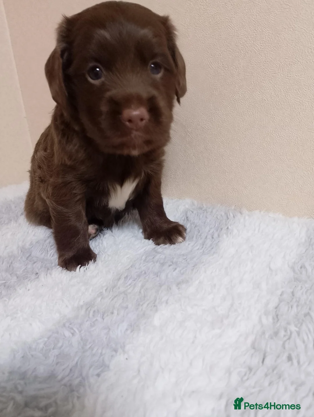 Cocker Spaniel dogs for sale: Cocker spaniel pups  in Colchester - Advert 12