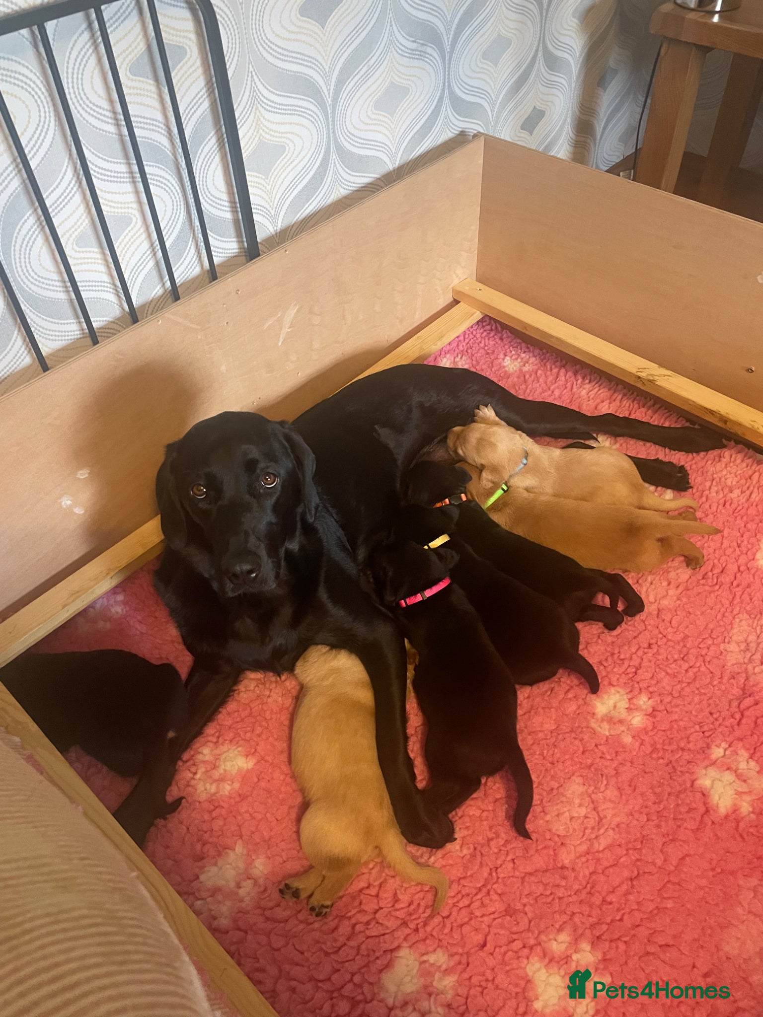Labrador Retriever dogs KC Registered Health Tested Labrador Puppies - Advert 2