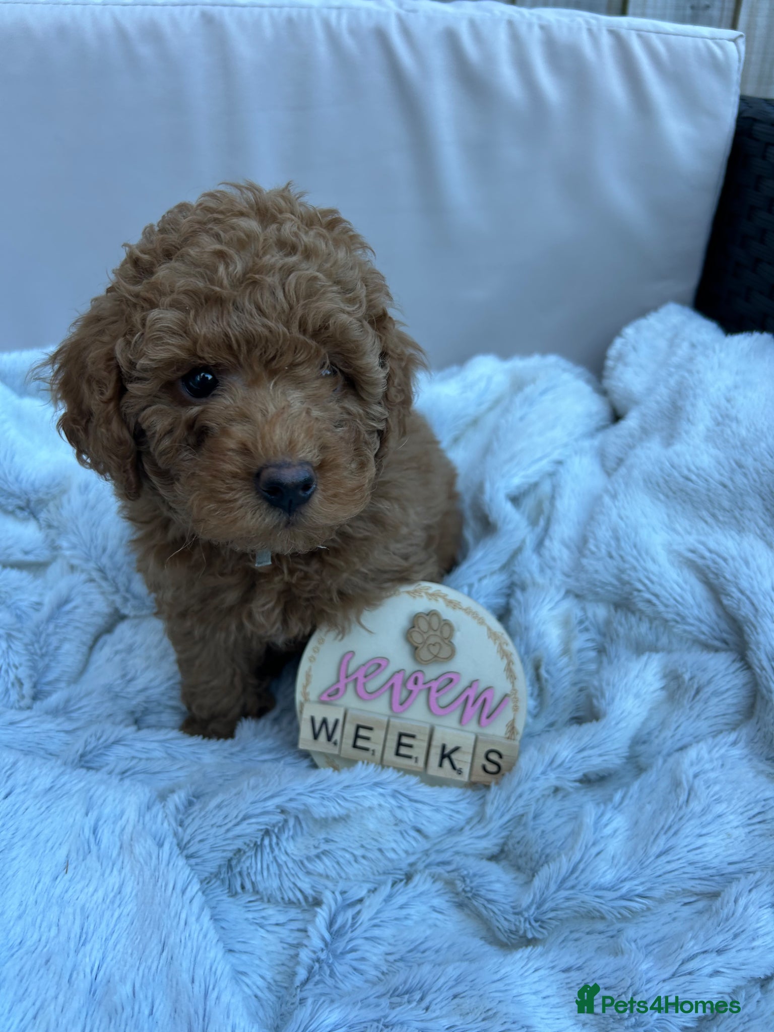 Cockapoo dogs Last Toy Cockapoo Boy ready next weekend1/5/26🥰 - Advert 1