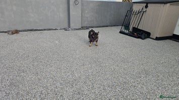 French Bulldog dogs - Advert 10