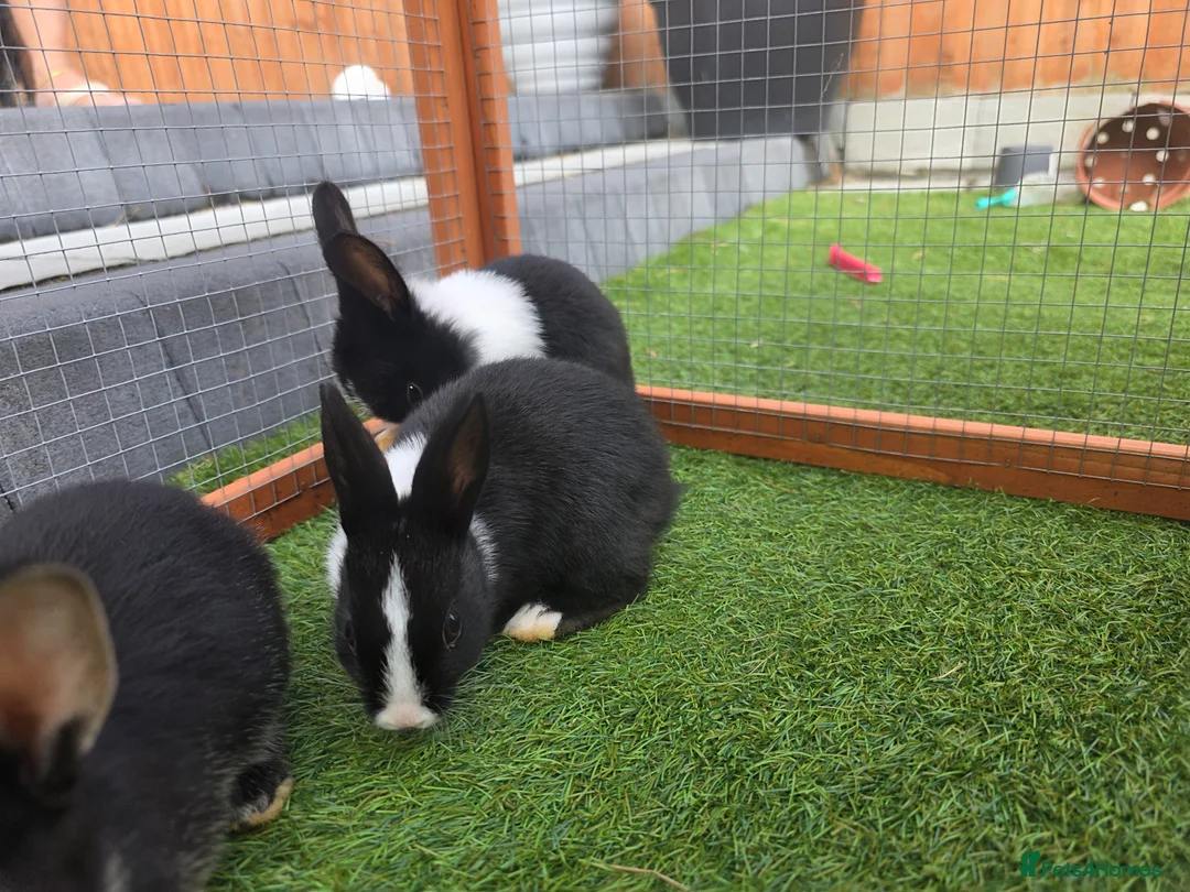Dutch rabbits for sale: Adorable cute bunnies available, mixed gender. - Advert 2