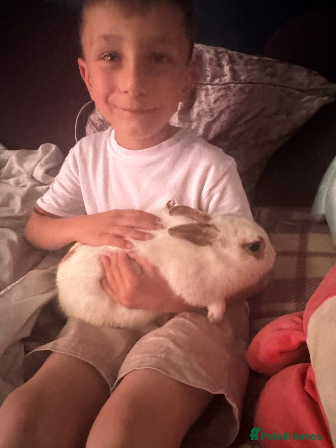 Mixed Breed rabbits for sale: Rabbits for sell. - Image 14