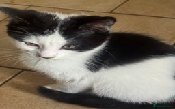 Mixed Breed cats for sale: 3 kittens looking for forever homes  - Image 6