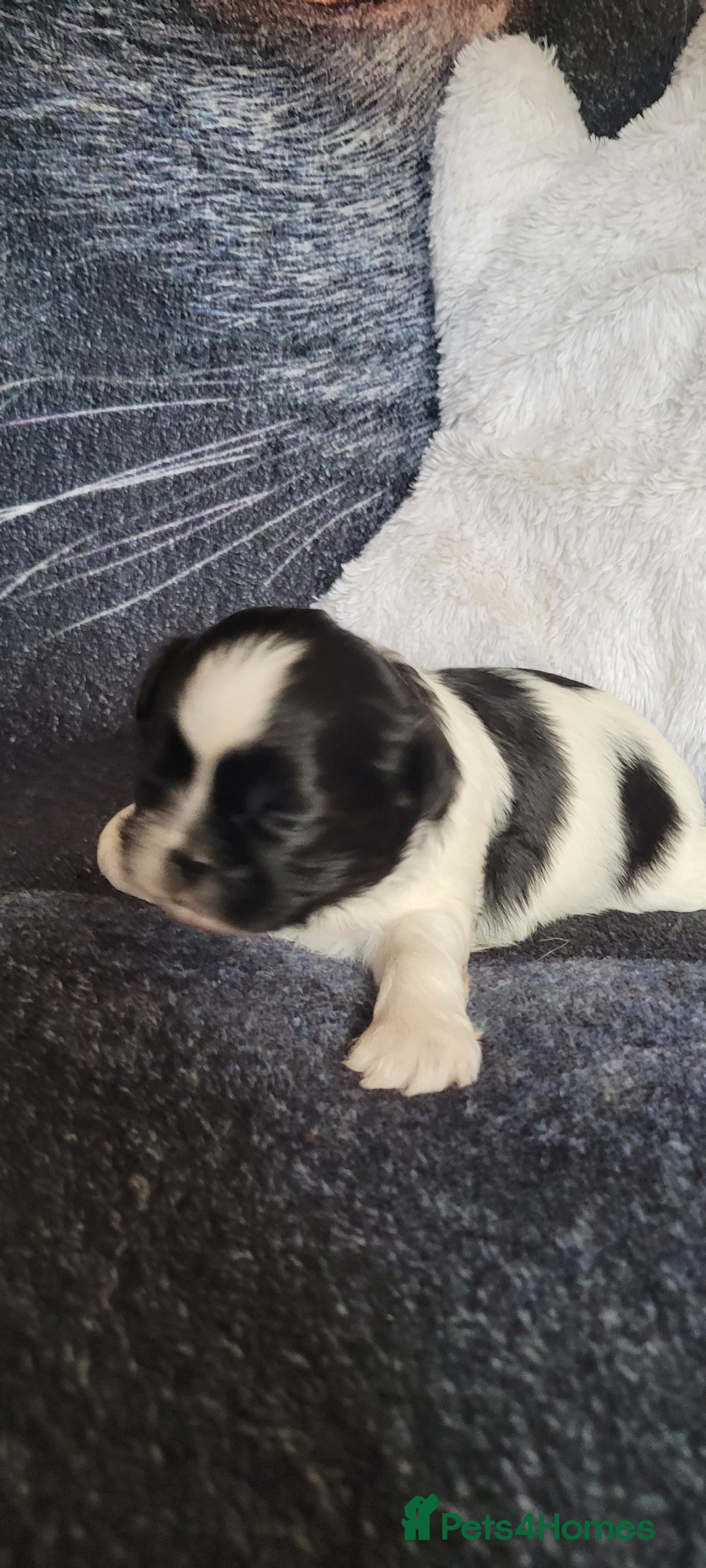 Shih Tzu dogs for sale: shih tzu puppies  - Advert 13