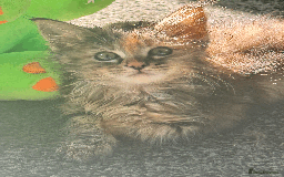 Maine Coon cats for sale: Adorable MaineCoon Ragdoll Cross Kittens Ready Now - Image 7