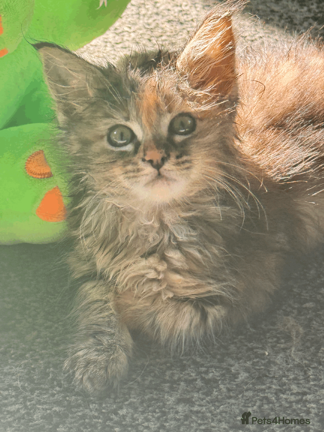 Maine Coon cats for sale: Adorable MaineCoon Ragdoll Cross Kittens Ready Now - Image 7