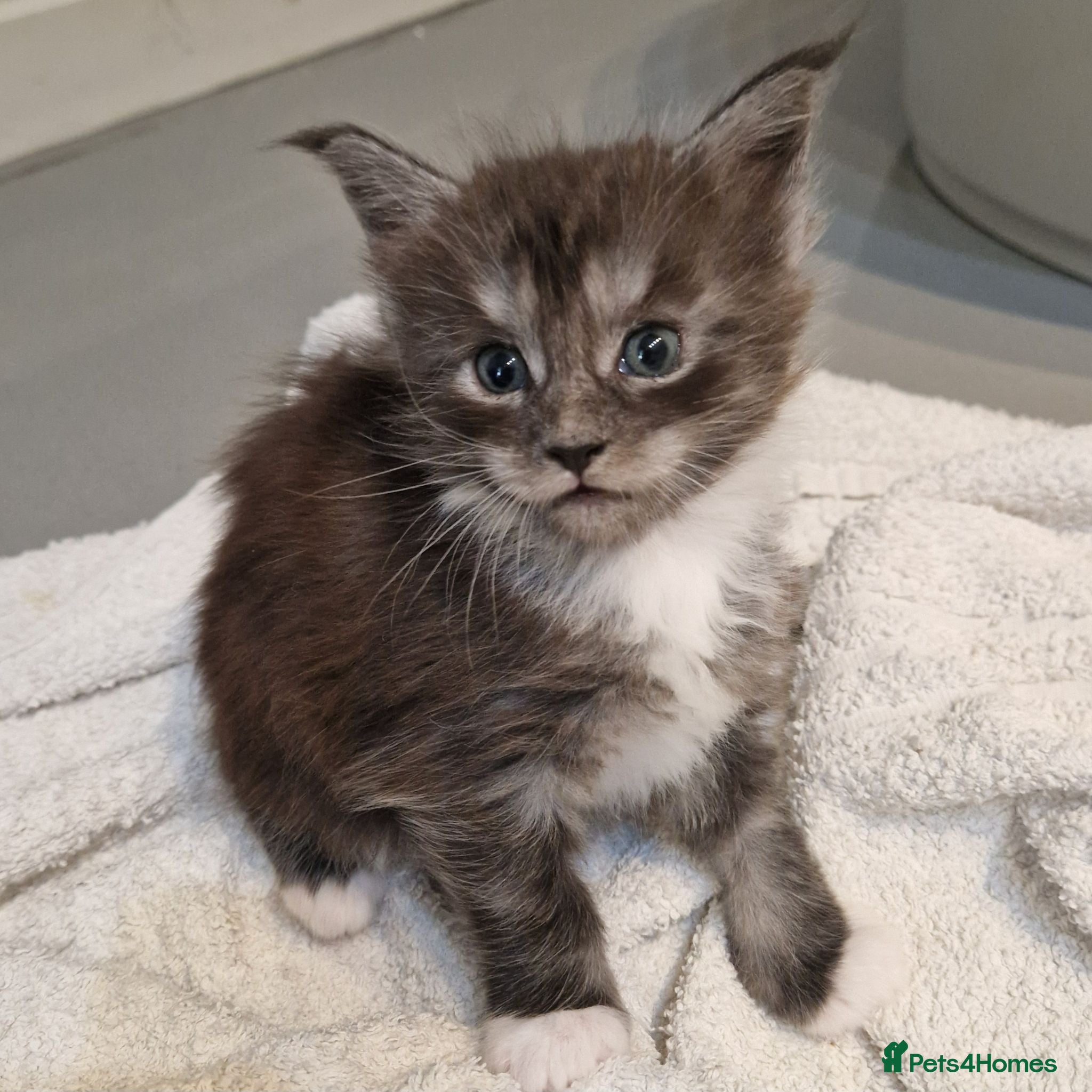Maine Coon cats Pedigree XXL mainecoon kittens  - Advert 2