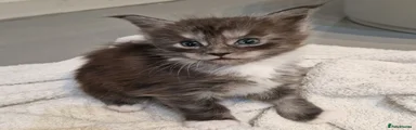Maine Coon Kitten 4