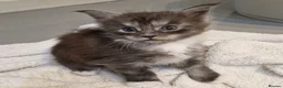 Maine Coon cats for sale: Pedigree XXL mainecoon kittens  - Advert 21