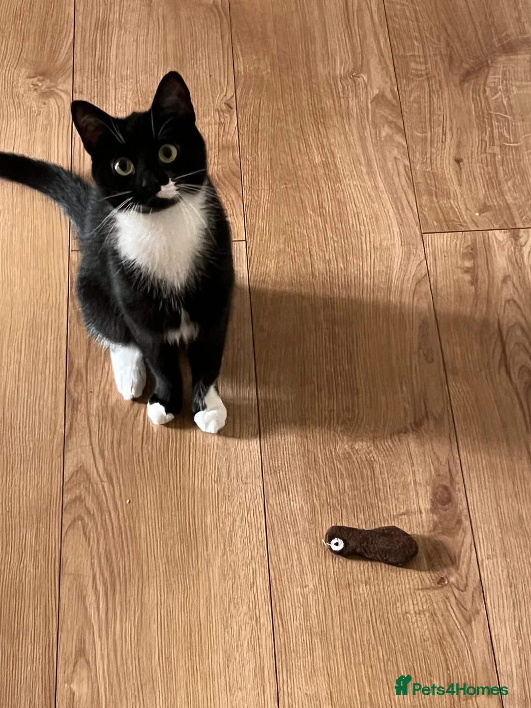 British Shorthair cats for sale: 4 YO Female Cat Looking for a Loving New Home - Advert 11