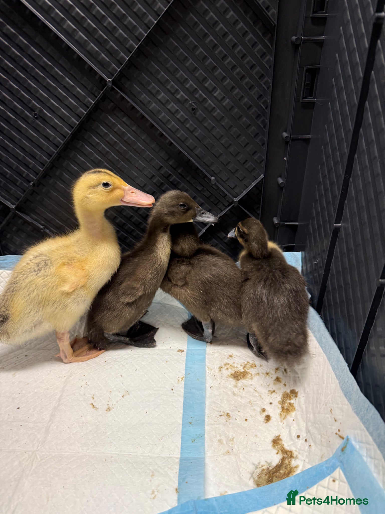 Ducks poultry 2 Week Old Large Mixed Breed Unsexed Ducks - Advert 17