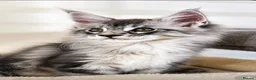 Maine Coon cats for sale: Find Your Purrfect Match 🐾 - Advert 3