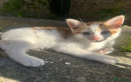 Mixed Breed cats for sale: Gorgeous kittens  - Image 8