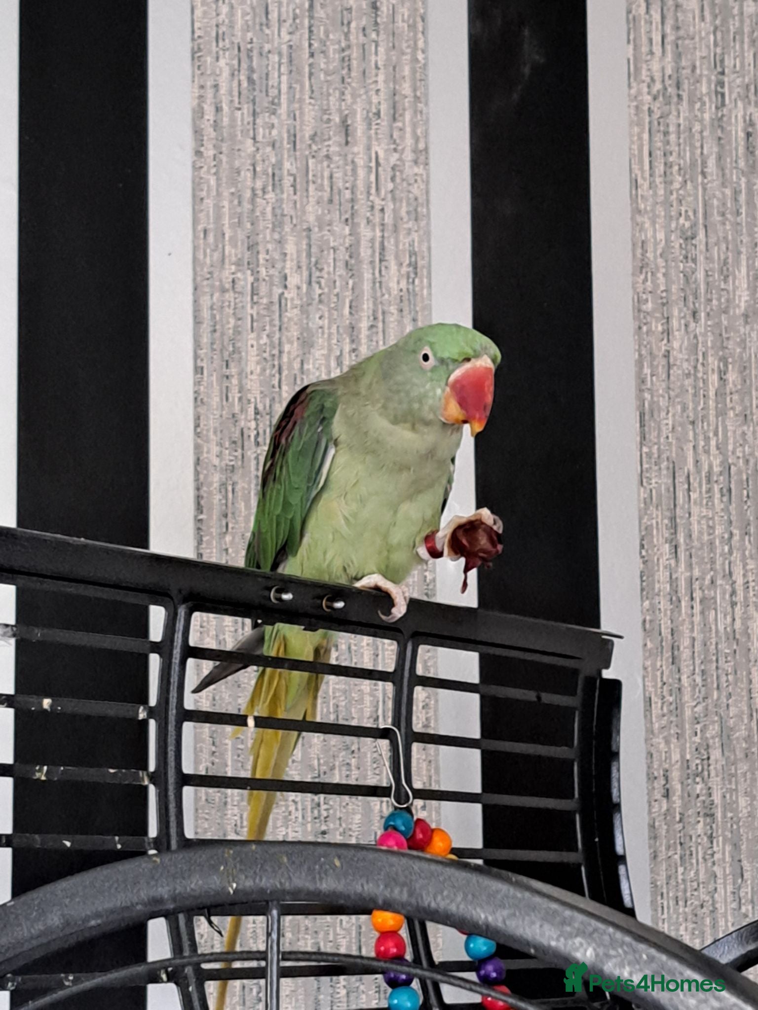 Parrots birds Alexandrine parrot - Advert 1