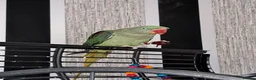 Parrots birds for sale: Alexandrine parrot in Merthyr Tydfil - Advert 1