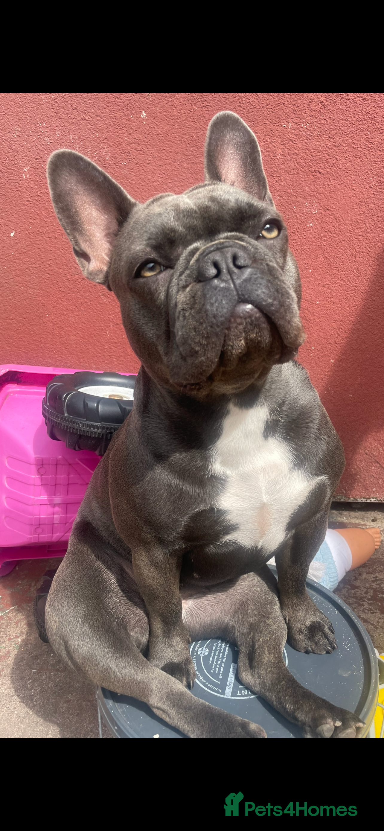 French Bulldog dogs 2 french bull dog puppies  - Advert 1