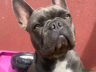 French Bulldog dogs 2 french bull dog puppies - Advert 1