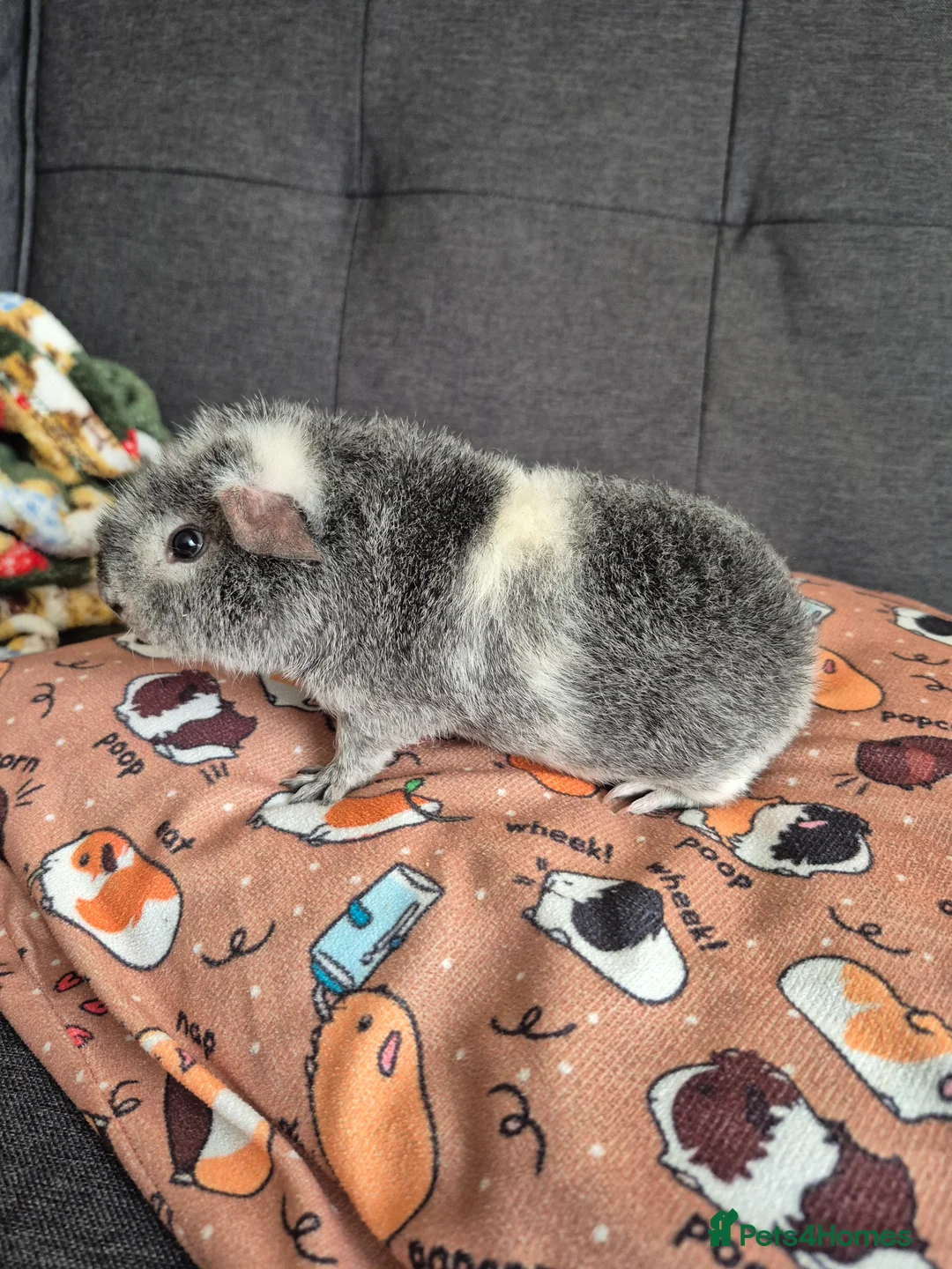 Guinea Pig rodents for sale: SSTC Teddy boar (10wks) 23/12/2025 - Advert 2