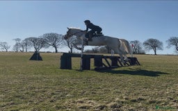 English Warmblood horses for sale: 16hh Schoolmistress  - Image 34