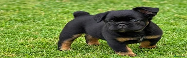French Bulldog 3
