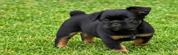 French Bulldog dogs for sale: Adorable Fluffy French Bulldog Puppies - Advert 5