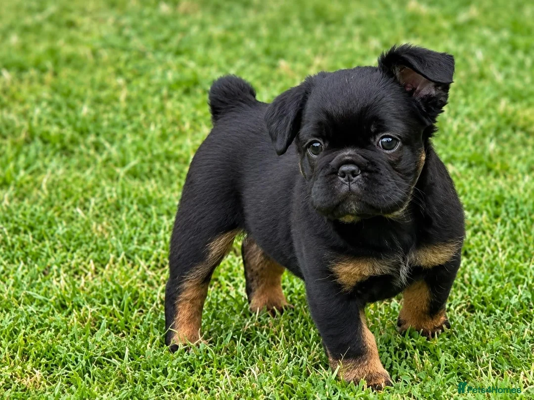 French Bulldog dogs for sale: Adorable Fluffy French Bulldog Puppies - Advert 5