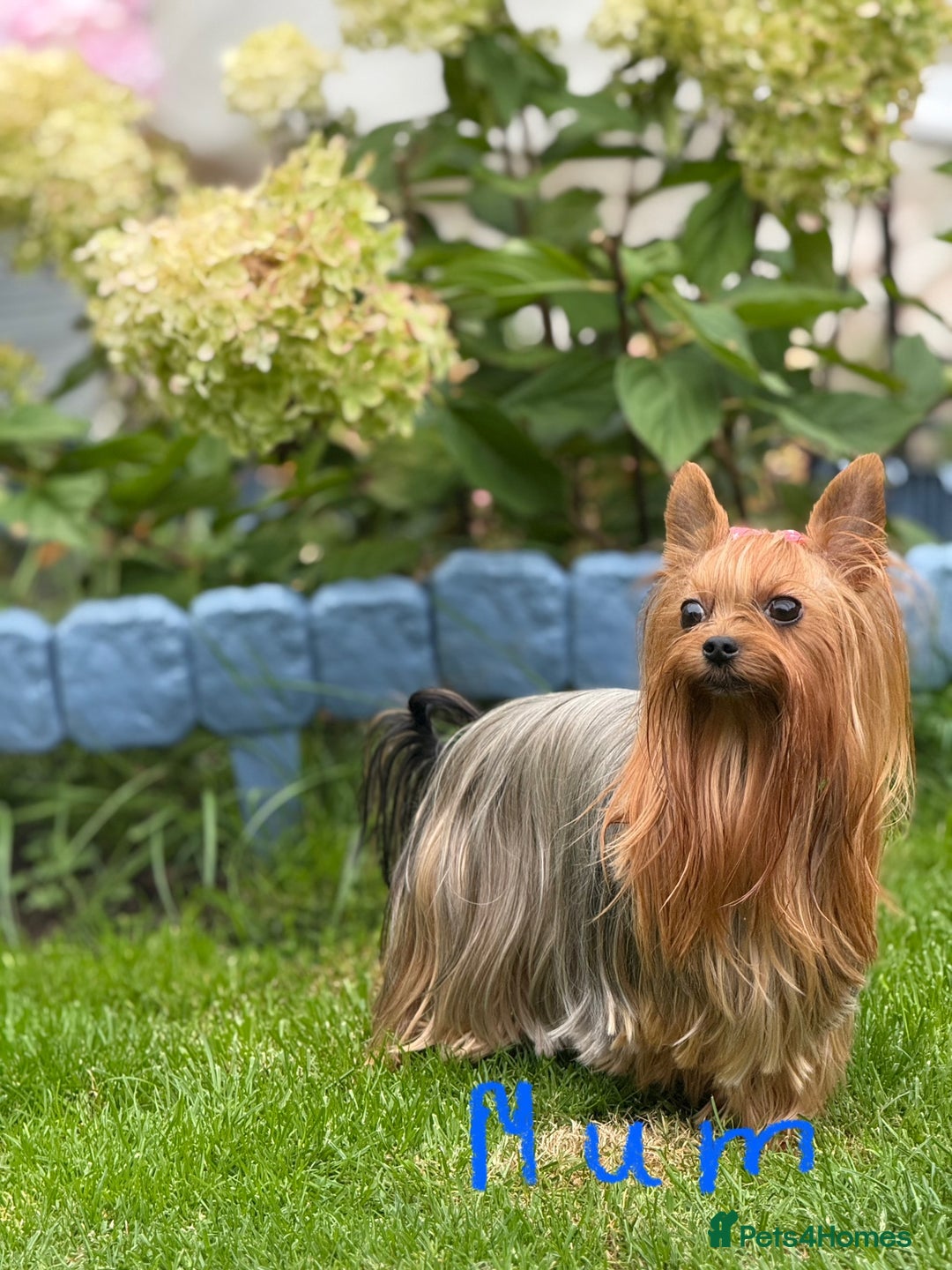 Yorkshire Terrier dogs for sale: ⭐ Yorkieshire Terrier puppies – KC Registered ⭐ - Advert 3