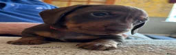 Miniature Dachshund dogs for sale: Adorable litter of Miniature Dachshund Puppies - Advert 16
