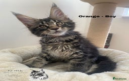 Maine Coon cats for sale: Xxl Maine coons  - Image 6