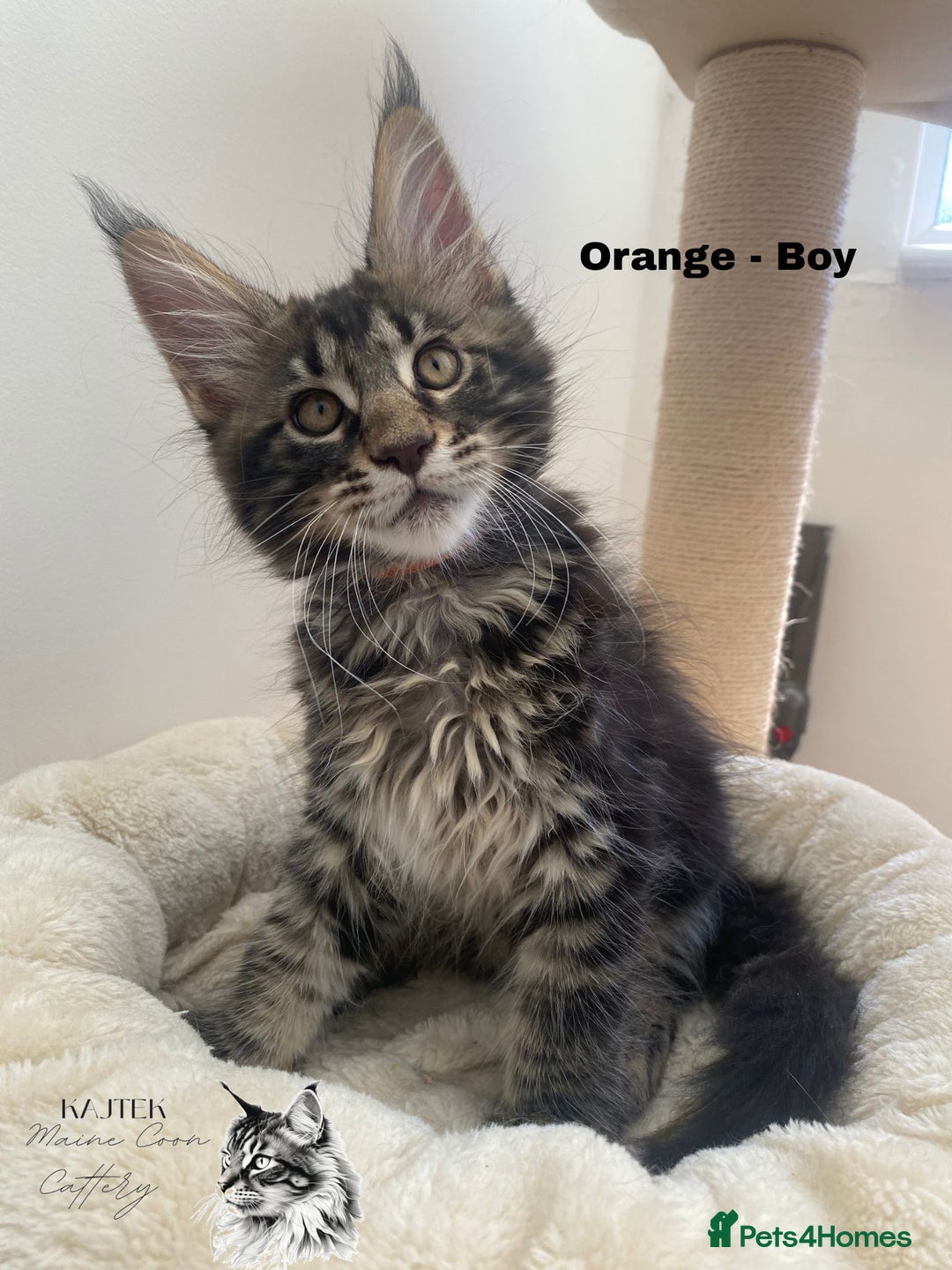 Maine Coon cats for sale: Xxl Maine coons  - Image 6