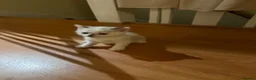 Scottish Fold cats for sale: 3 pure breed Scottish fold kittens in Thornton Heath - Advert 13