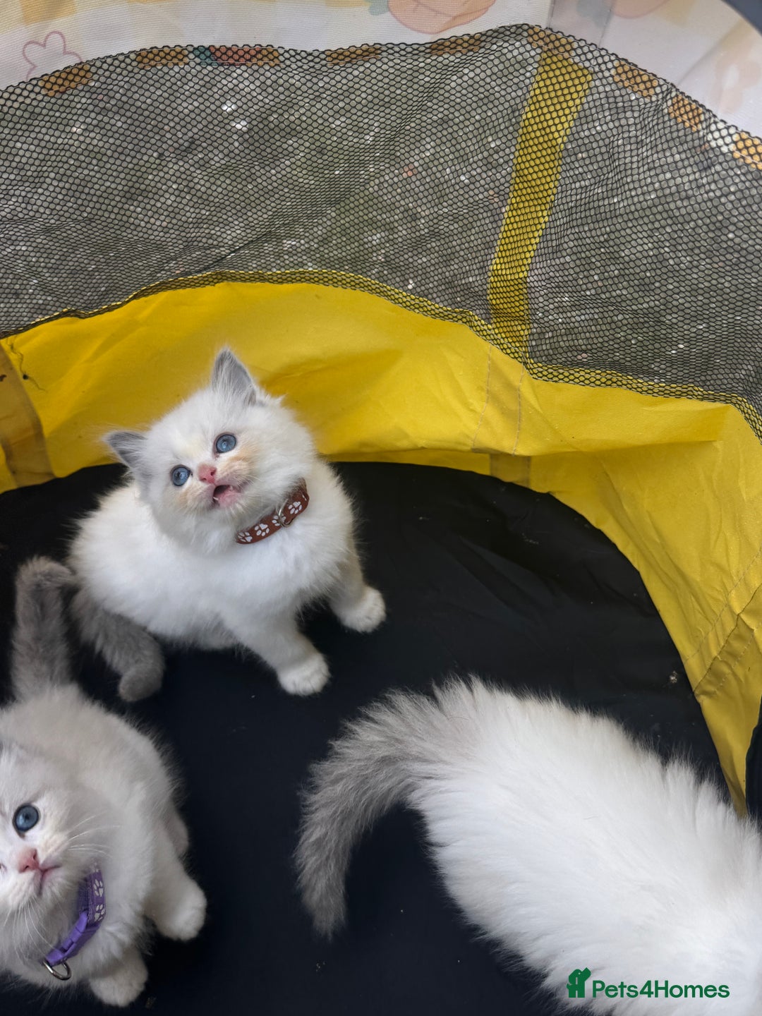 Ragdoll cats for sale: Pure Ragdoll kittens, ready 20th December - Advert 18