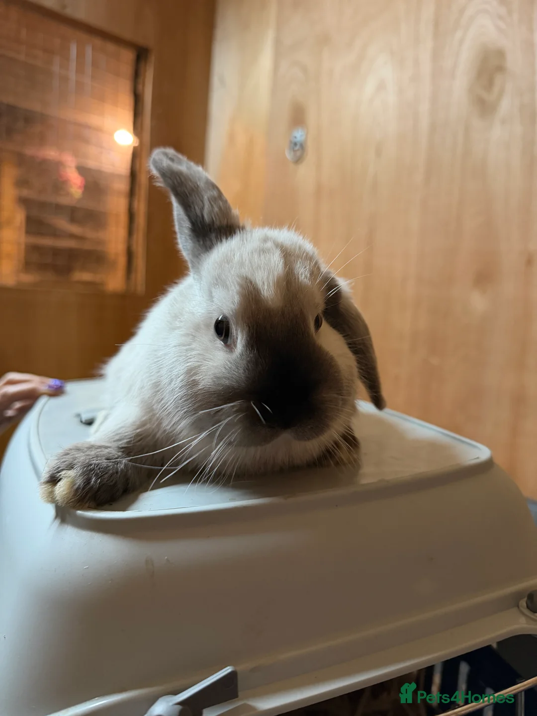 Mini Lop rabbits for sale: Girl Mini lops available  - Advert 3