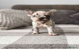 French Bulldog dogs for sale: French bulldog  - Image 7
