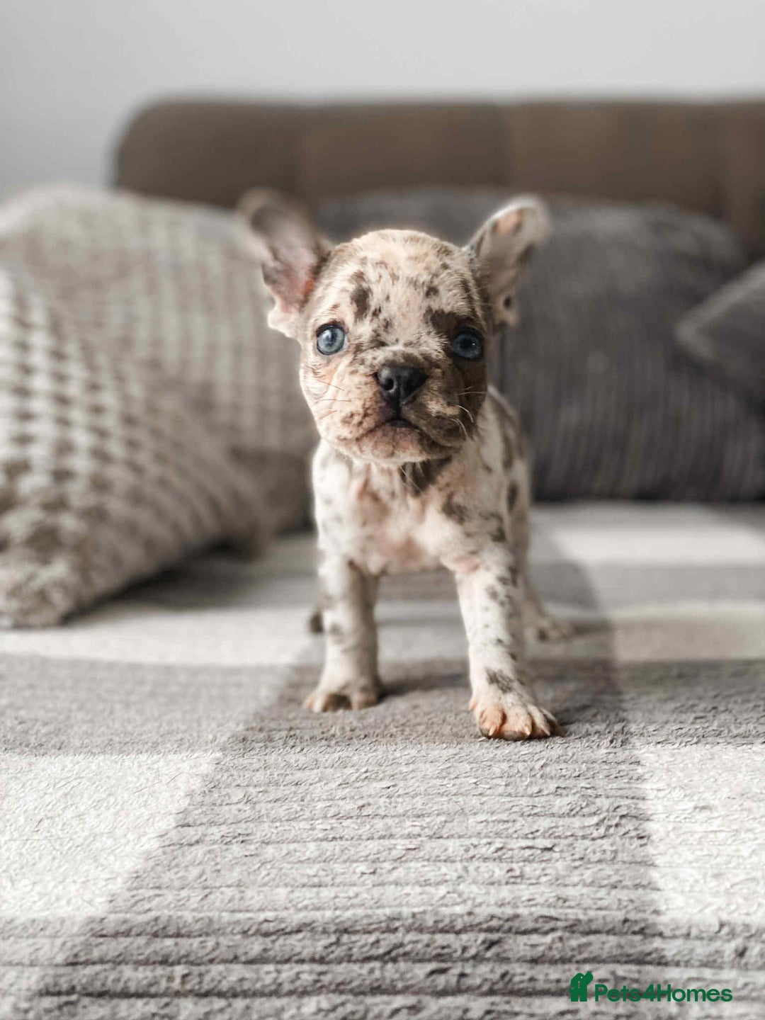 French Bulldog dogs for sale: French bulldog  - Image 7