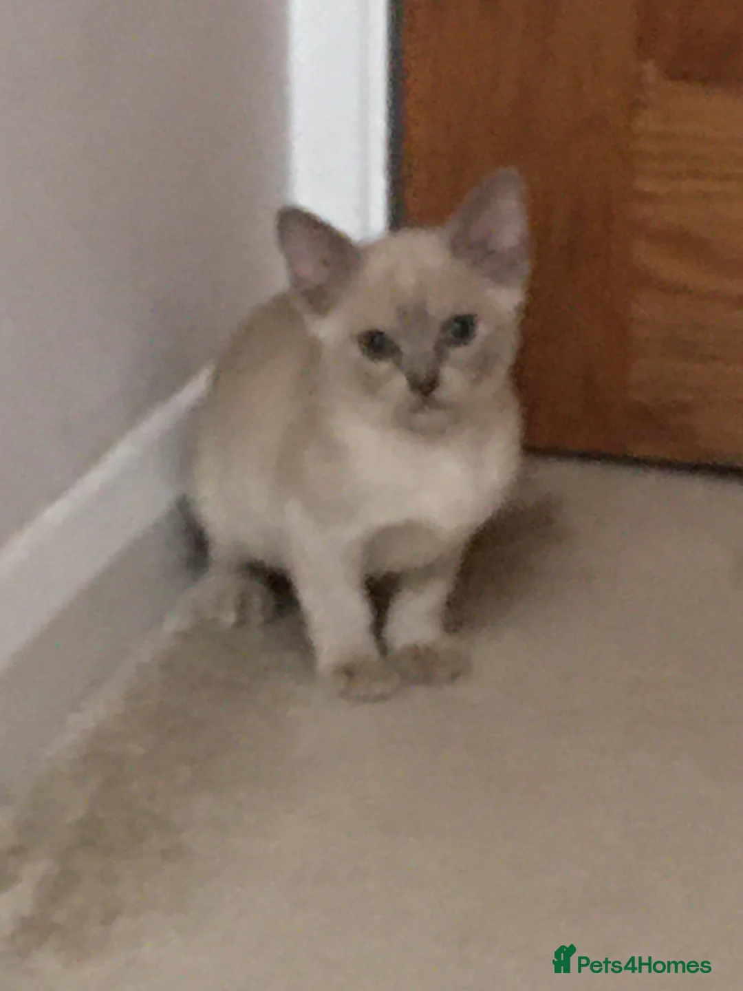 Burmese cats for sale: Burmese kittens  - Advert 2