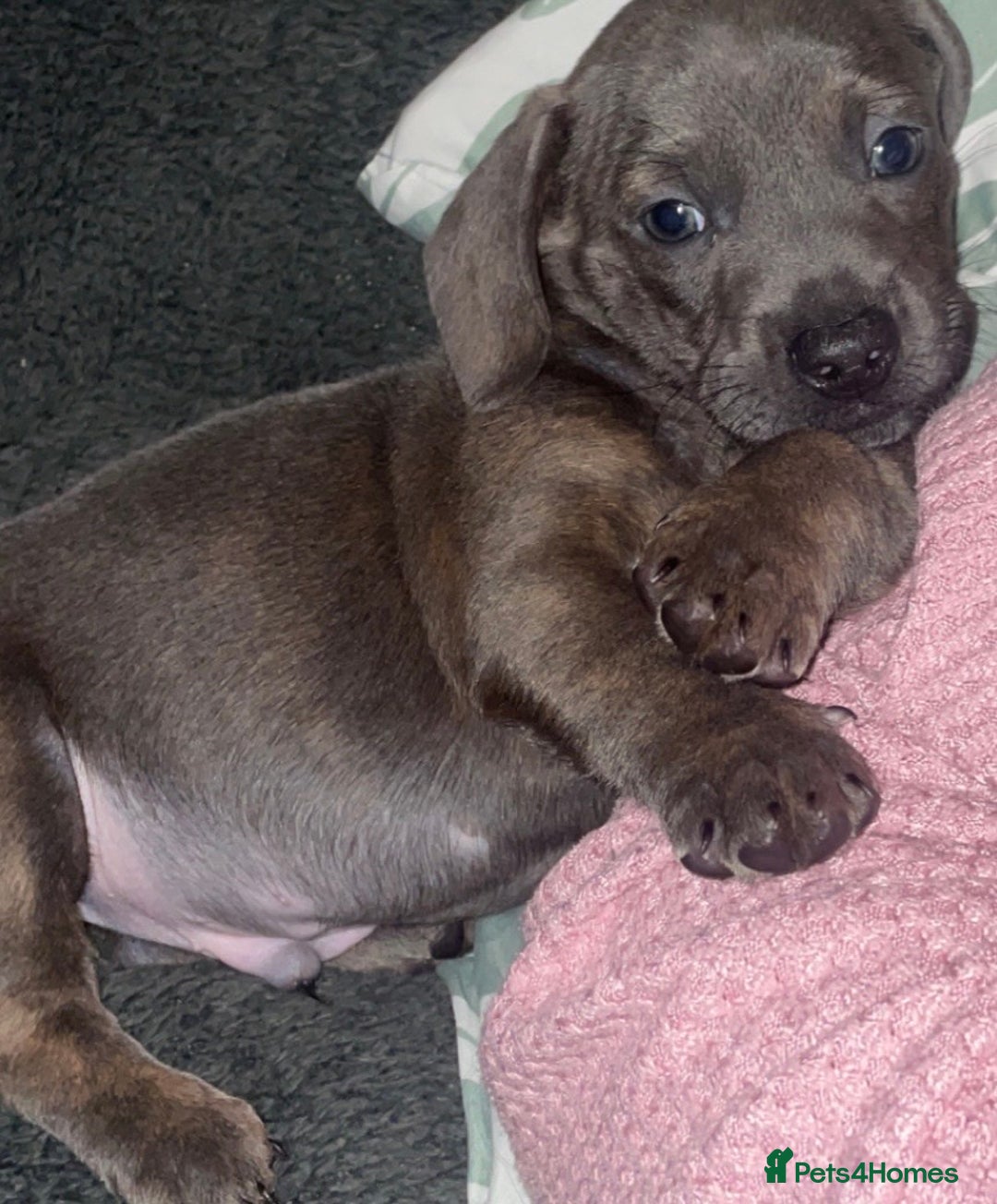 Mixed Breed dogs for sale: Frenchie/ dashund  - Advert 7