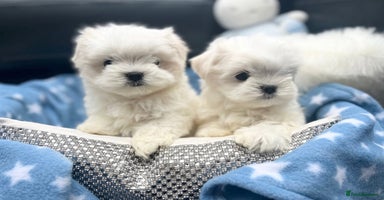 Maltese dogs Tiny Exquisite Full Korean Bambelina Maltese. - Advert 16