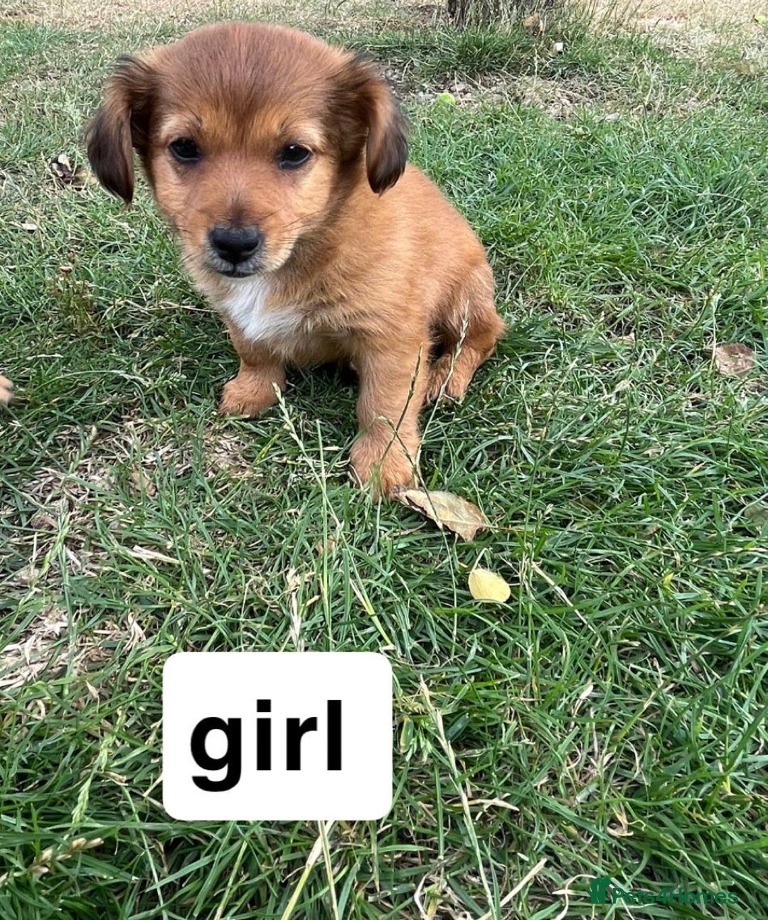 Mixed Breed dogs for sale: Dachshund /Norwich terrier  - Image 2