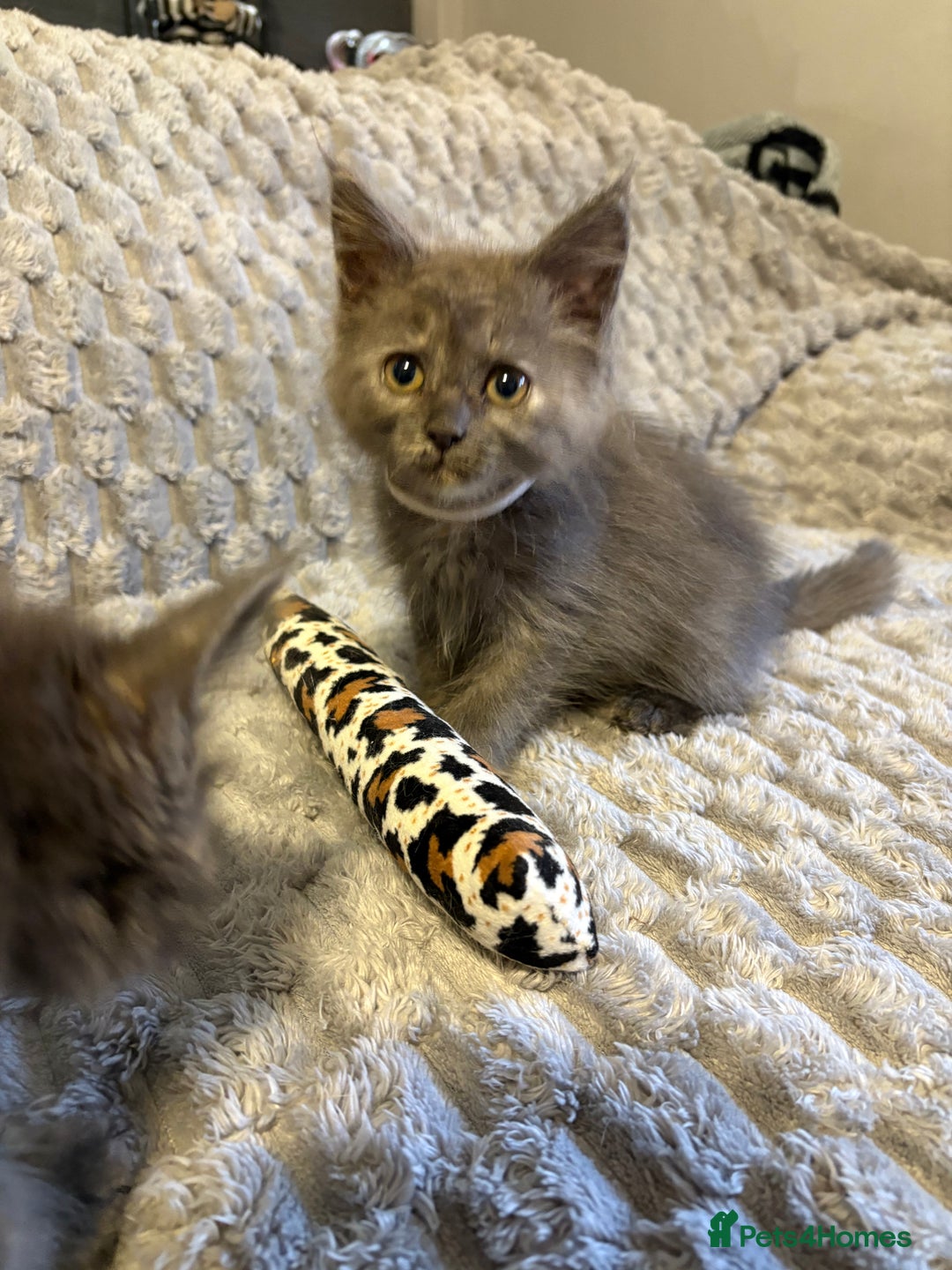 Maine Coon cats for sale: Maine coon cross ragdoll kittens  - Image 9