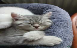 British Shorthair cats for sale: British shorthair - Image 9