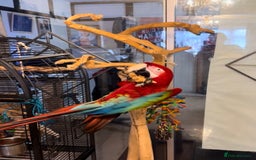 Macaws birds for sale: Macaw  - Image 1