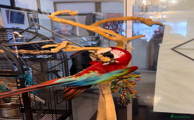 Macaws birds - Advert 1