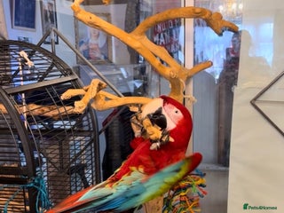 Macaws birds - Advert 33