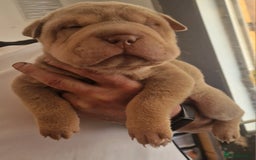 Shar Pei dogs for sale: Male Shar peis - Image 3