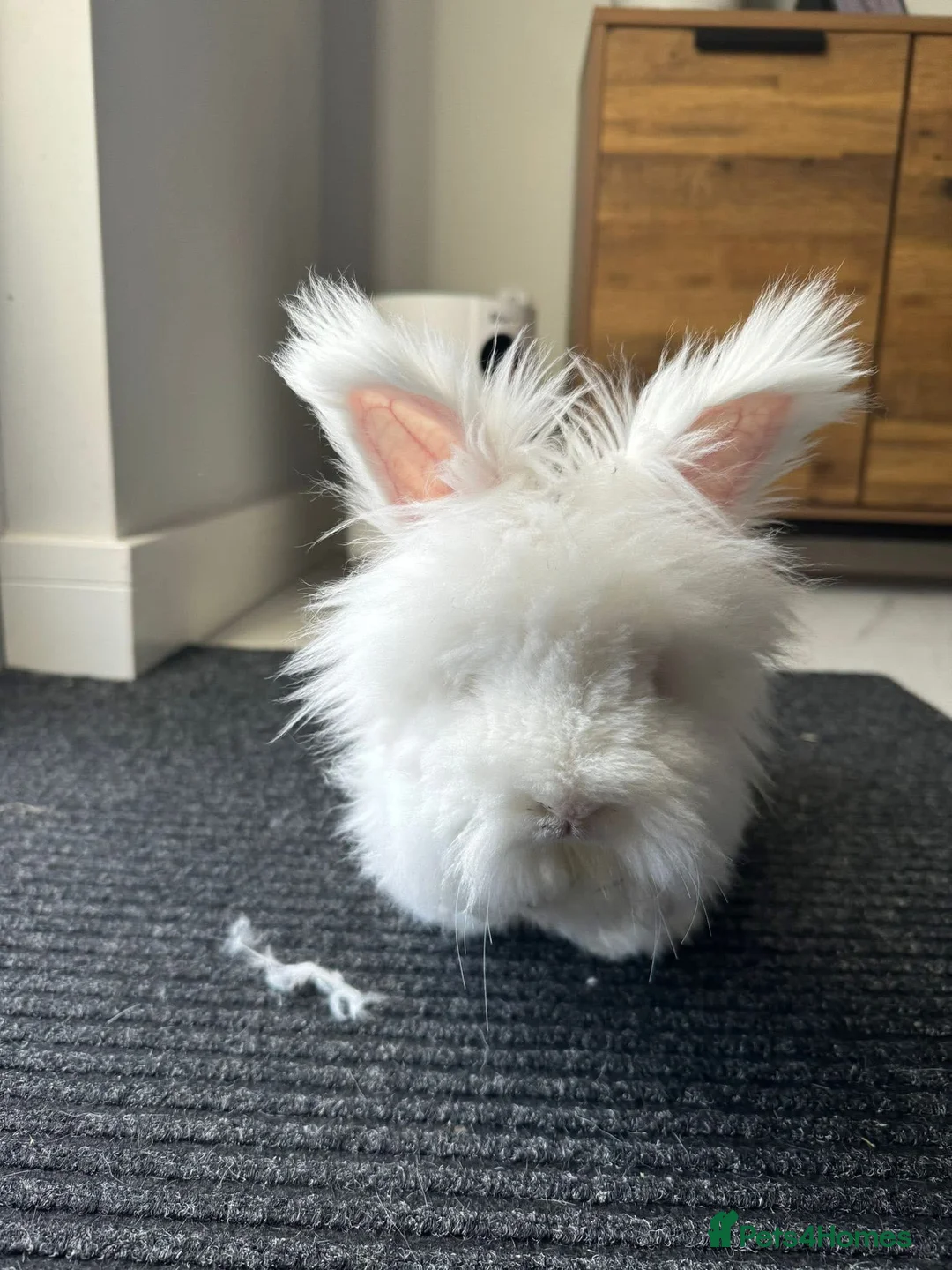 Angora rabbits for sale: Full face Angora babies - Advert 1