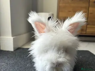 Angora rabbits Full face Angora babies - Advert 3