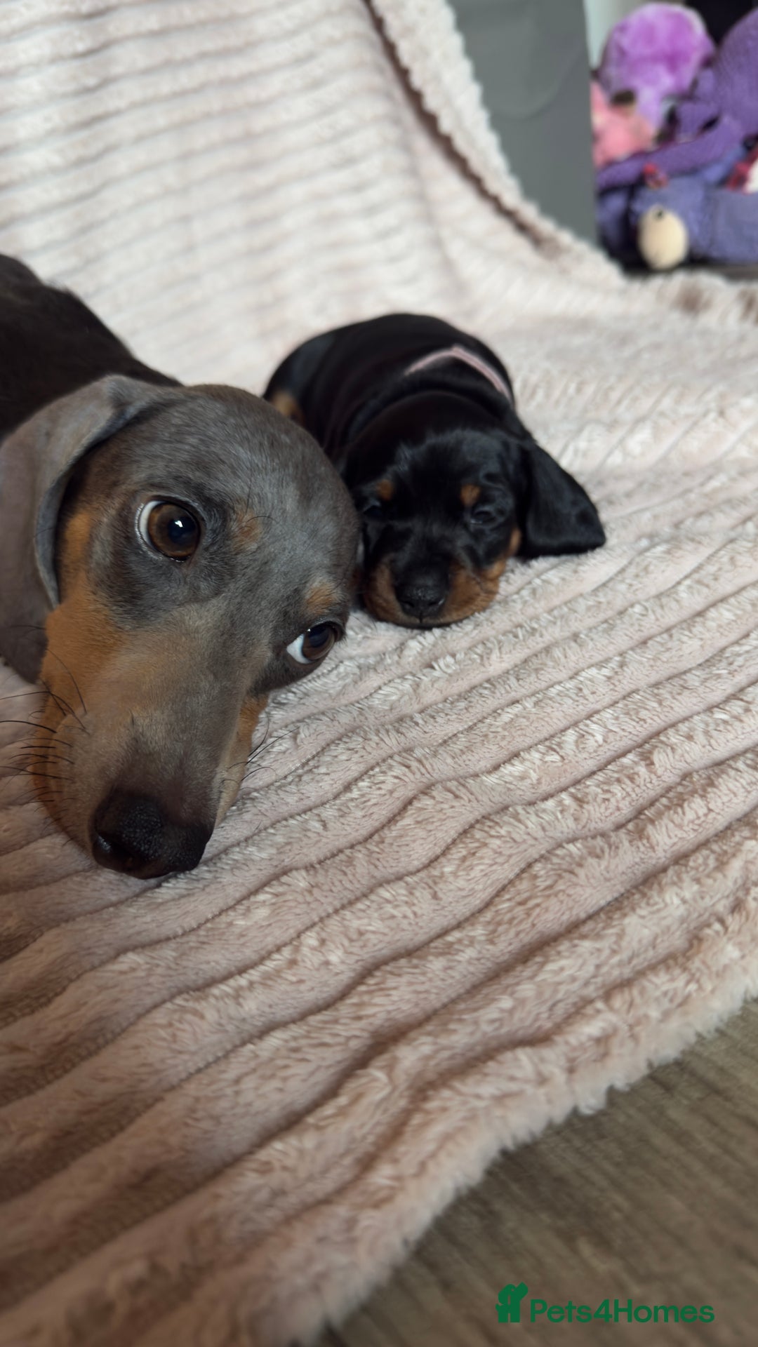 Miniature Dachshund dogs for sale: ⭐️OUTSTANDING MINI DACHSHUND PUPS⭐️  - Advert 20