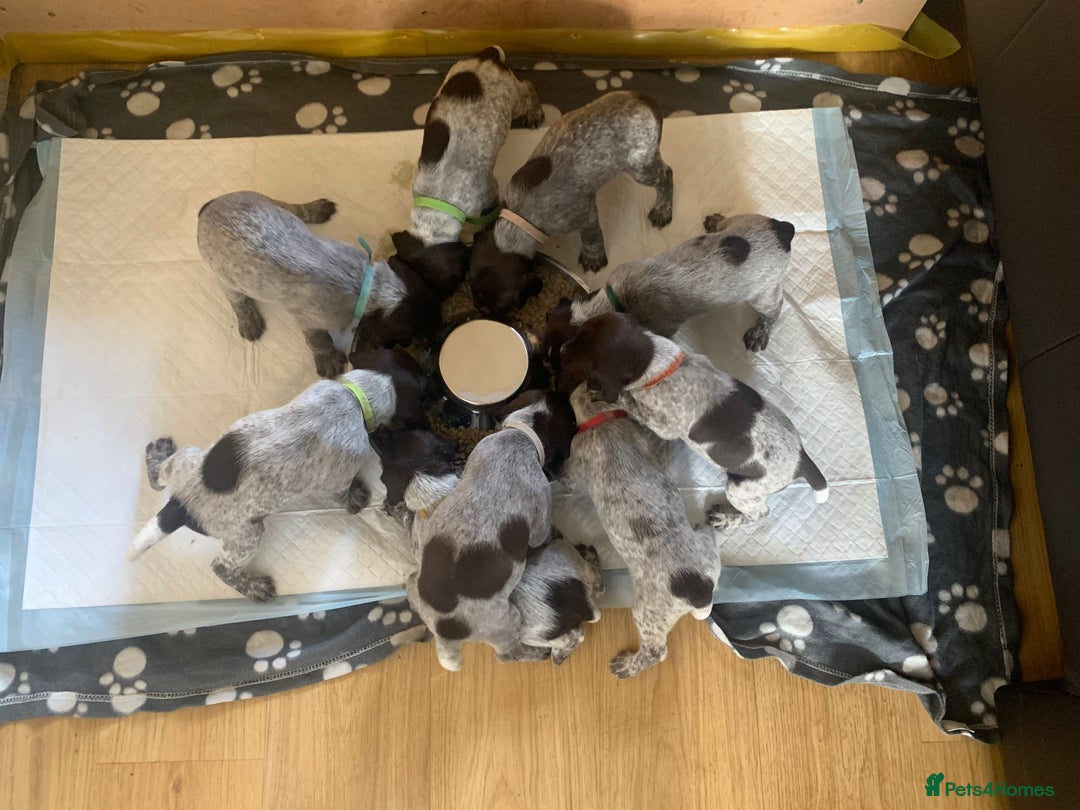 German Wirehaired Pointer dogs for sale: Pedigree GWP pups from strong working lines - Image 6